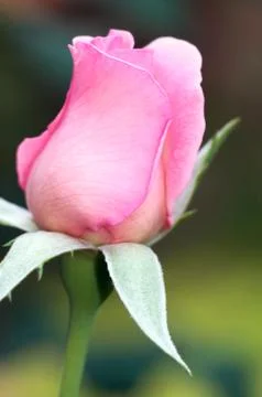 Rose flower Stock Photos