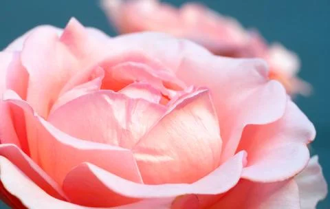 Rose flower Stock Photos