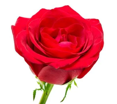 Rose flower Stock Photos
