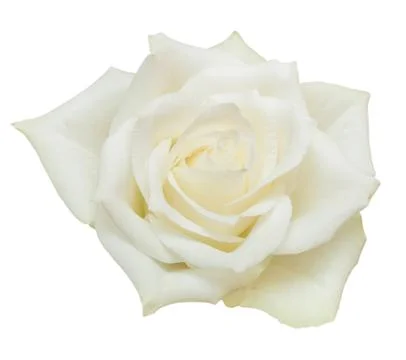 Rose flower Stock Photos