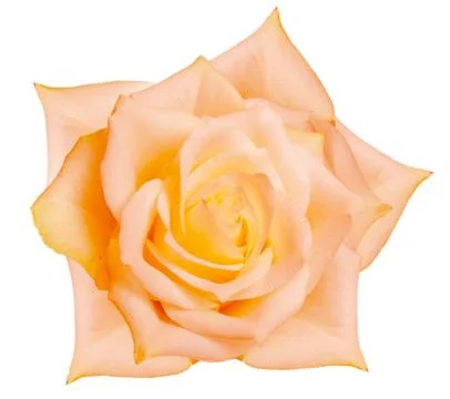 Rose flower Stock Photos