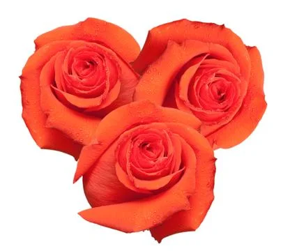 Rose flower Stock Photos