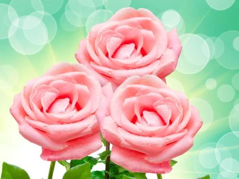 Rose flower Stock Photos