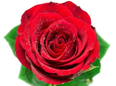 Rose flower Stock Photos