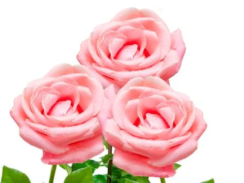 Rose flower Stock Photos