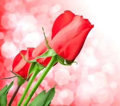 Rose flower Stock Photos