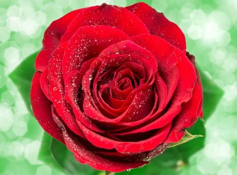 Rose flower Stock Photos