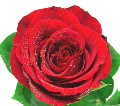 Rose  flower Stock Photos