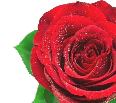 Rose  flower Stock Photos