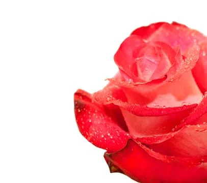 Rose  flower Stock Photos