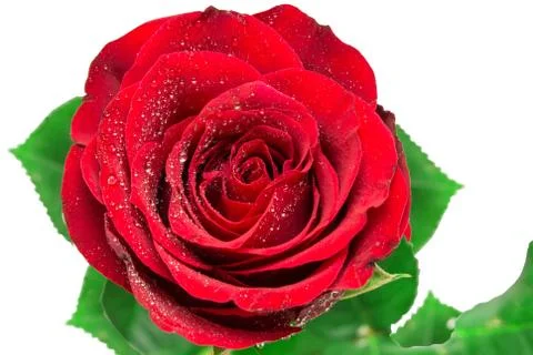 Rose  flower Stock Photos
