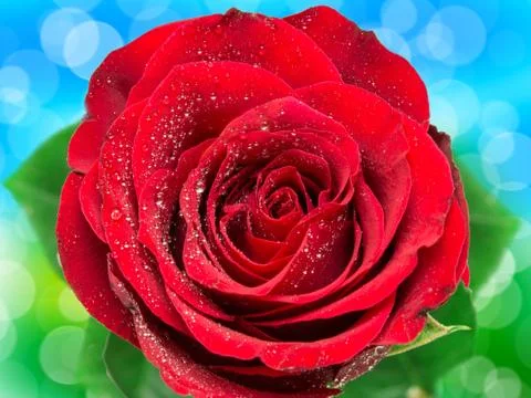 Rose flower Stock Photos