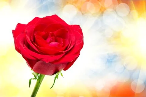 Rose flower Stock Photos