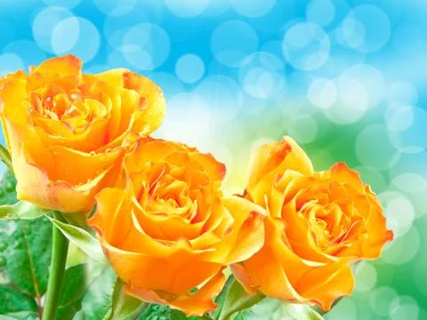 Rose flower Stock Photos