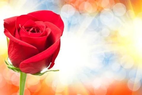 Rose flower Stock Photos