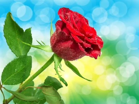 Rose flower Stock Photos