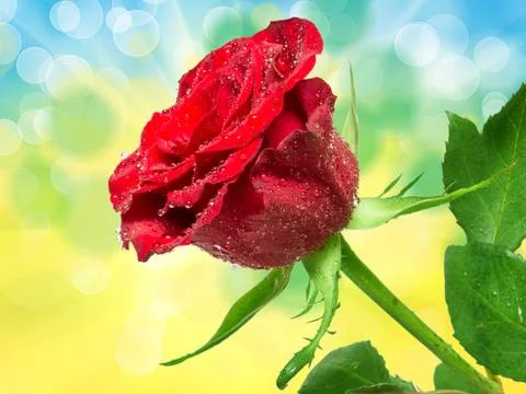 Rose flower Stock Photos
