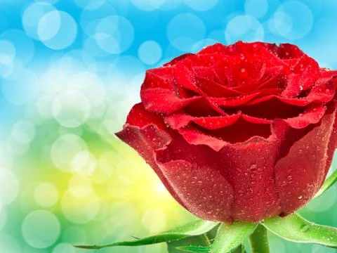 Rose flower Stock Photos