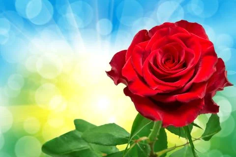 Rose flower Stock Photos