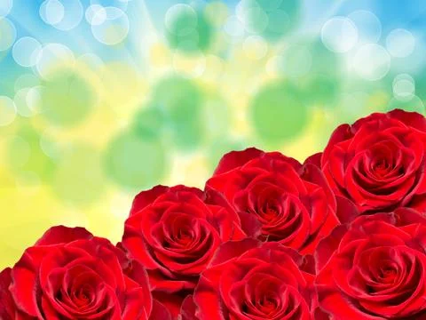 Rose flower Stock Photos