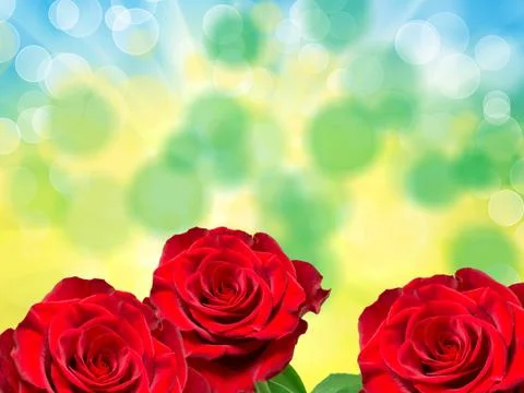 Rose flower Foto stock