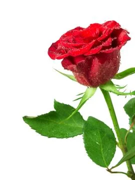 Rose flower Stock Photos