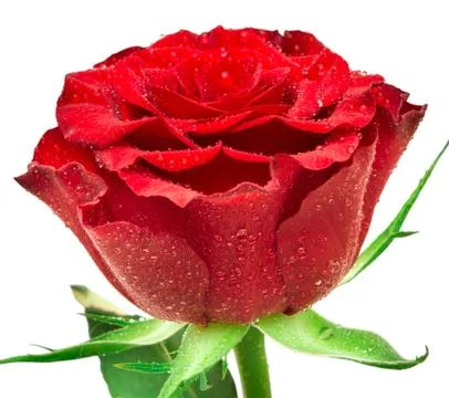 Rose flower Stock Photos