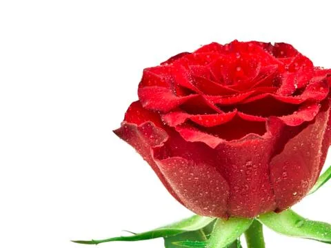 Rose flower Stock Photos