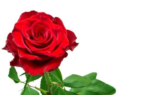 Rose flower Stock Photos