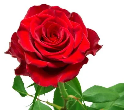 Rose flower Stock Photos