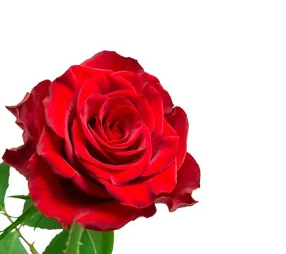 Rose flower Stock Photos