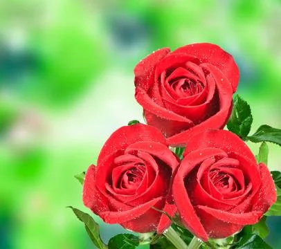 Rose flower Stock Photos