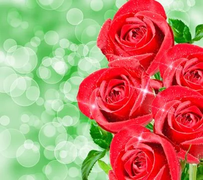 Rose flower Stock Photos