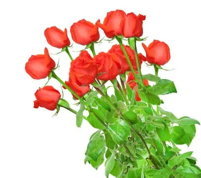 Rose flower Stock Photos