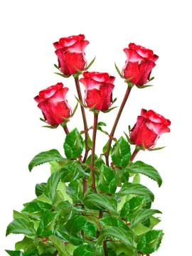 Rose flower Stock Photos