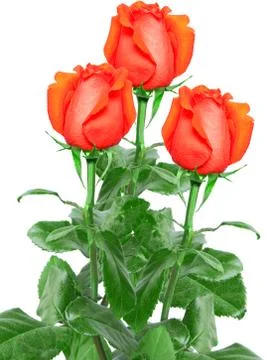 Rose flower Stock Photos