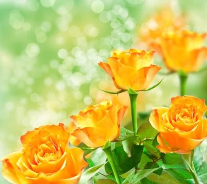 Rose flower Stock Photos