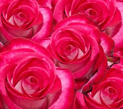 Rose flower Stock Photos