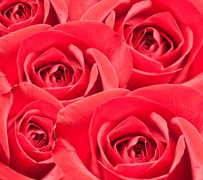 Rose flower Stock Photos