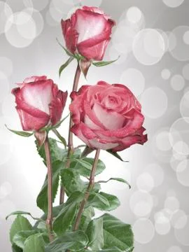 Rose flower Stock Photos