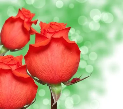 Rose flower Stock Photos