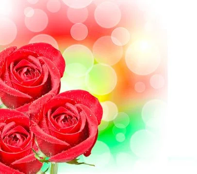 Rose flower Stock Photos