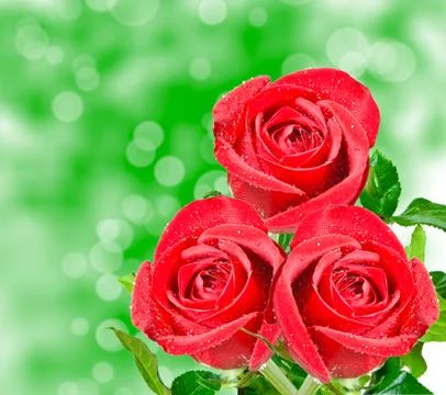 Rose flower Stock Photos