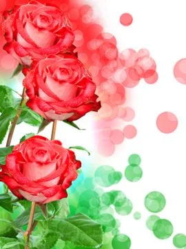 Rose flower Stock Photos