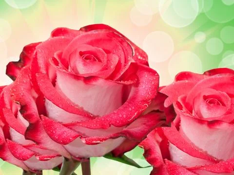 Rose flower Foto stock