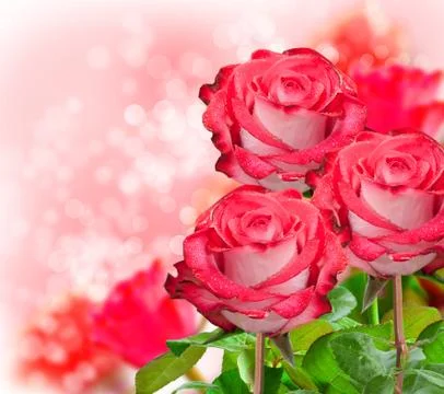 Rose flower Stock Photos