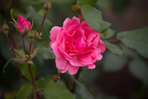 Rose flower Stock Photos