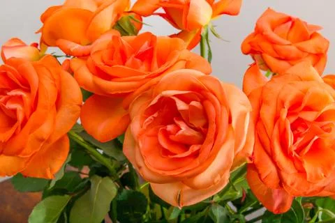 Rose flower Stock Photos