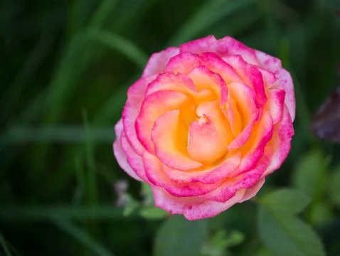 Rose flower Stock Photos