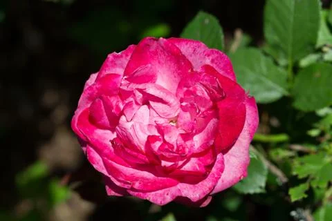 Rose flower Stock Photos